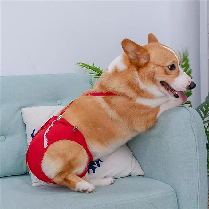 告诉你个秘密:养母犬真的太可怕了，要谨慎饲养