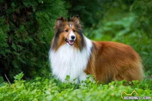 地球上10大最美的狗，贵宾犬第5，金毛第3，第1美若天仙