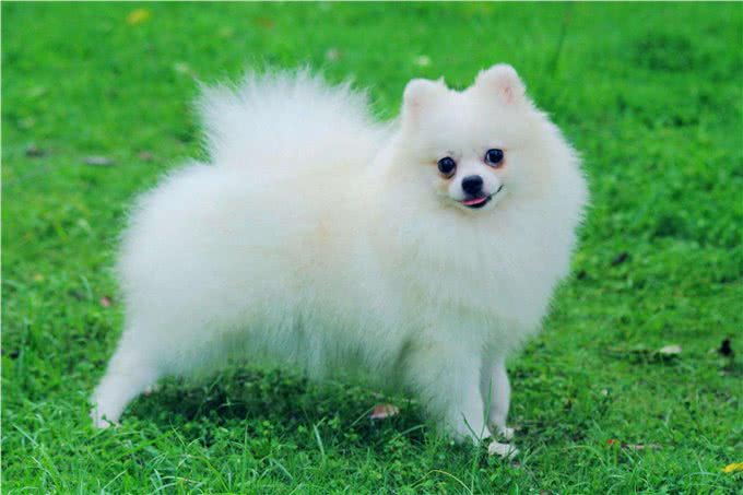 地球上10大最美的狗，贵宾犬第5，金毛第3，第1美若天仙