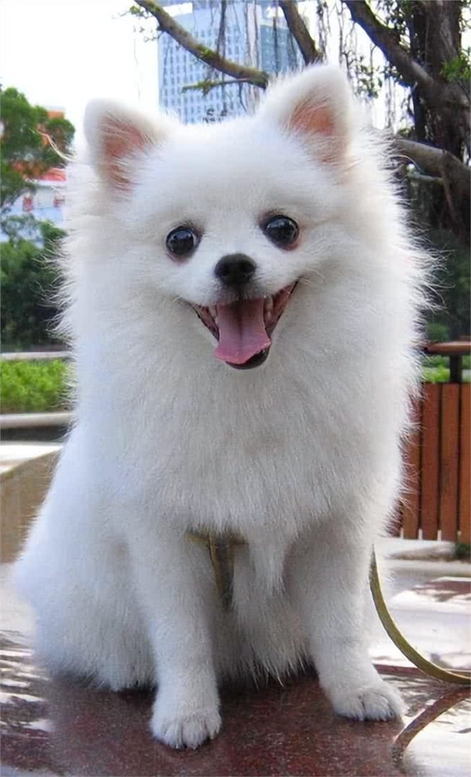 不要对博美犬做这6件事，对它没有好处，主人别再犯错了