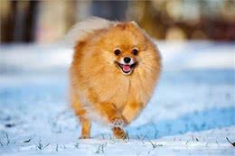 狗狗百科丨可爱伴侣，毛球星人—博美犬