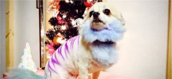给宠物狗美容：是爱狗还是害狗?你怎么看?