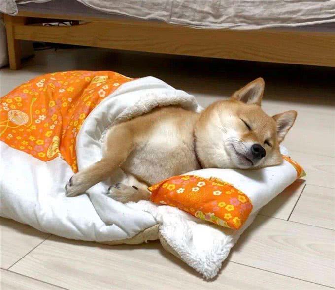 揭秘:原来狗狗不同的睡姿，代表着不同的性格
