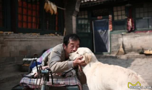 怎么养出一只对你绝对忠心的狗狗?