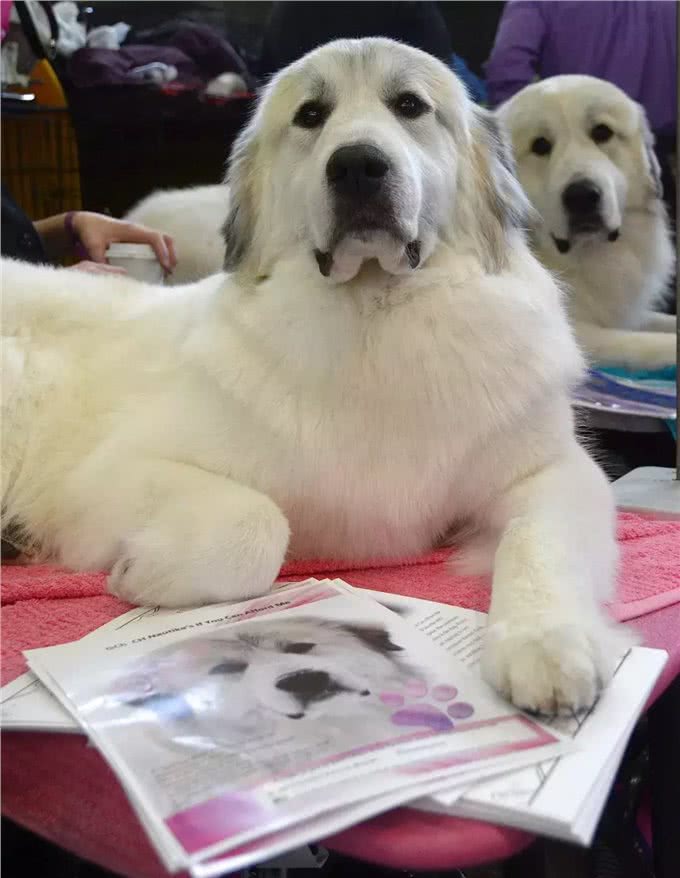 这个狗长得和白熊一样大，所以叫大白熊犬