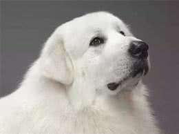 这个狗长得和白熊一样大，所以叫大白熊犬