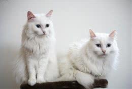 安格拉猫-土耳其