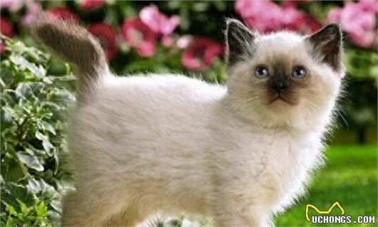 猫星人聪明指数排名榜!你最喜欢的是哪个呢?