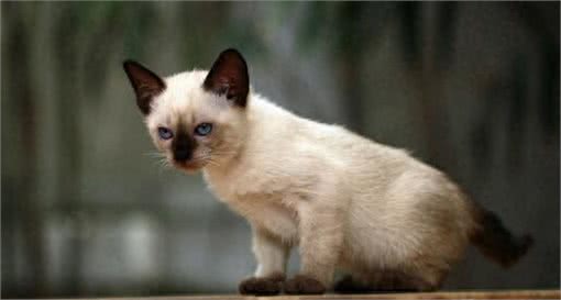 猫星人聪明指数排名榜!你最喜欢的是哪个呢?