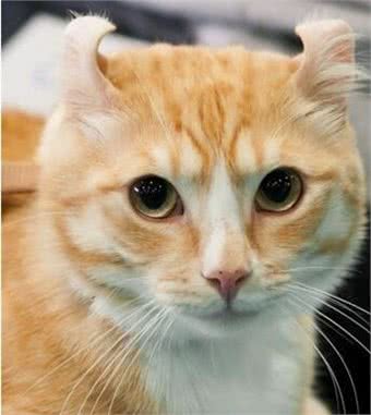 猫星人聪明指数排名榜!你最喜欢的是哪个呢?