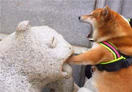 急!我被同学咬了，同学最近刚被狗咬过!问：我要打狂犬疫苗吗?