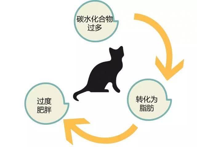 请停止对它的伤害!你了解猫咪真正的营养需求吗
