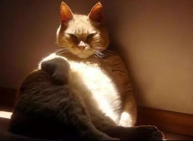 请停止对它的伤害!你了解猫咪真正的营养需求吗