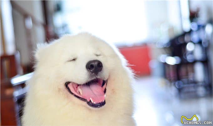 想养雪橇犬?三个常见品种要认识，外形性格怎么分辨?