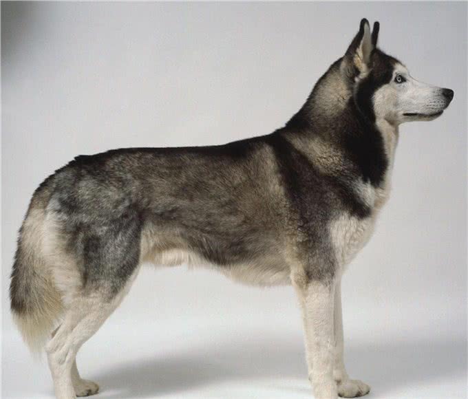 想养雪橇犬?三个常见品种要认识，外形性格怎么分辨?