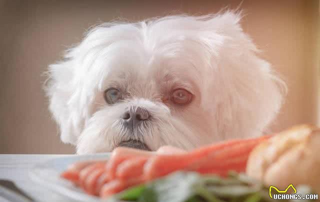 健康的狗狗通常食欲旺盛，我们应该一天喂食几次呢?