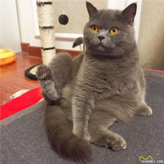 曾经爆火的蓝猫，为什么弃养率这么高?这些原因太无奈