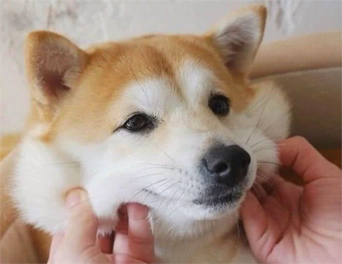 关于狗狗的肢体语言，看完就会啦