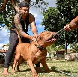 千万别养比特犬，这几点，太可怕了