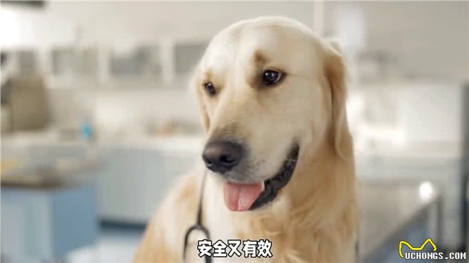 养狗经验分享，狗狗疫苗种类讲解，铲屎官必看新手养狗必看