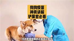 养狗经验分享，狗狗疫苗种类讲解，铲屎官必看新手养狗必看