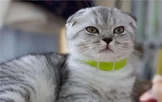 哪些宠物猫容易出现折耳?拥有一只折耳猫很不幸吗?