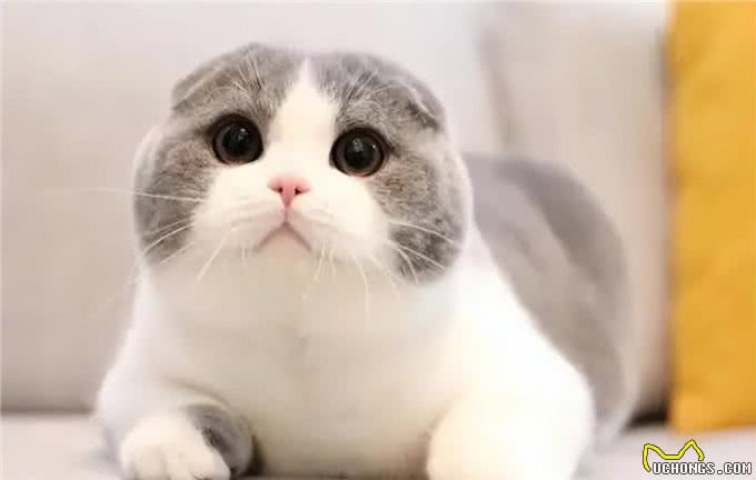 哪些宠物猫容易出现折耳?拥有一只折耳猫很不幸吗?