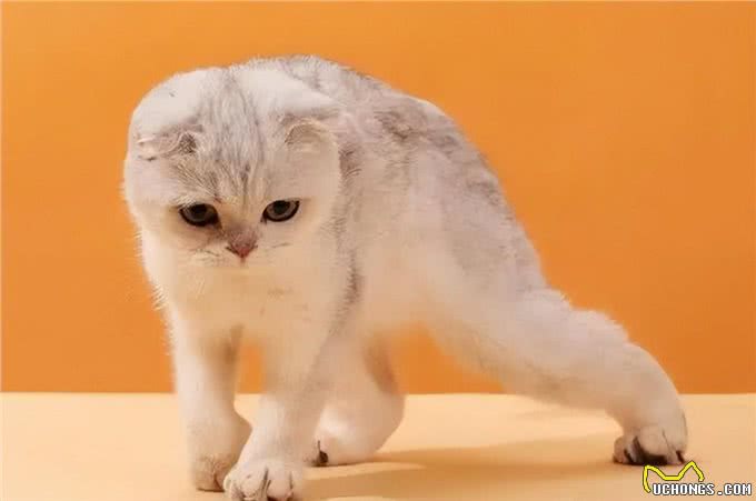 哪些宠物猫容易出现折耳?拥有一只折耳猫很不幸吗?