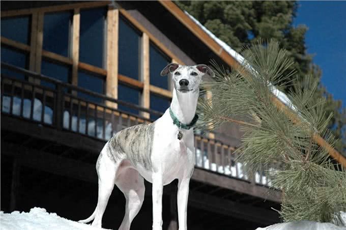 惠比特犬的优点有哪些?宠蓓萌