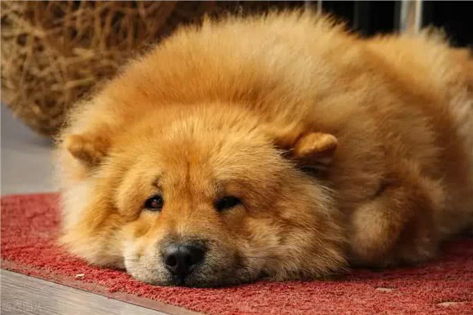 松狮犬的性格特点