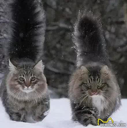 俄罗斯猫:问世间情为何物?直教生死相许，说说猫中情种西森猫