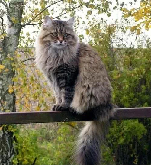 俄罗斯猫:问世间情为何物?直教生死相许，说说猫中情种西森猫