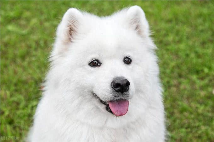 狗狗的嗅觉有多厉害?