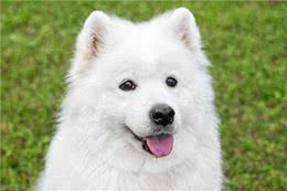 狗狗的嗅觉有多厉害?