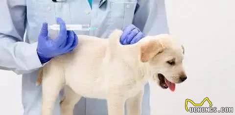 关于狗狗免疫的那点事
