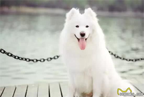 萨摩耶该怎么养?