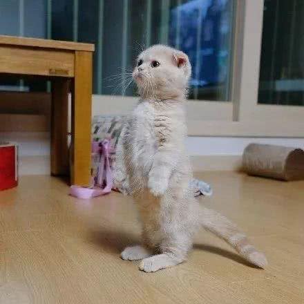 郭敬明、Angelababy晒折耳猫总被喷，养折耳真的错了吗?
