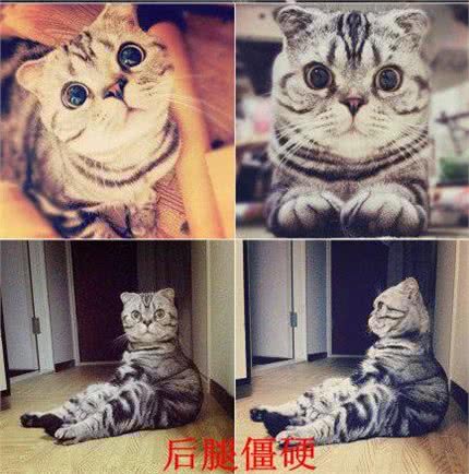 郭敬明、Angelababy晒折耳猫总被喷，养折耳真的错了吗?