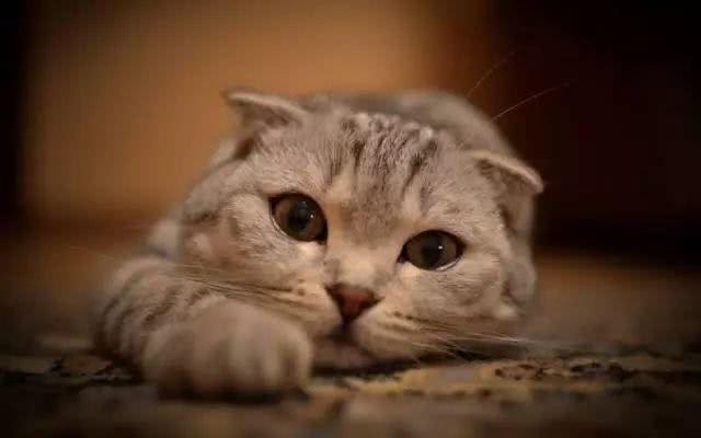 郭敬明、Angelababy晒折耳猫总被喷，养折耳真的错了吗?