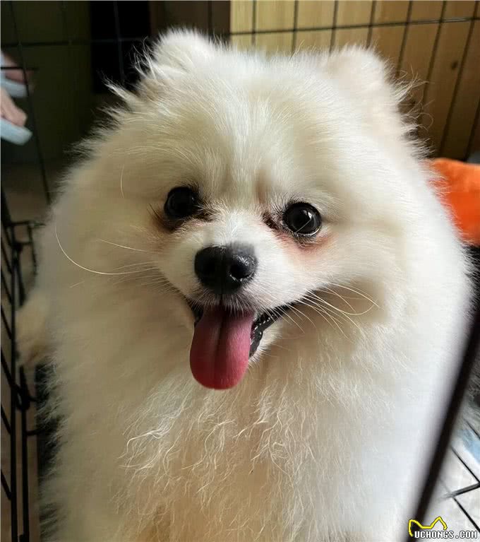 狗狗有泪痕，多半是这7个原因引起的!