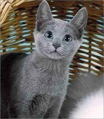 宠物大全:俄罗斯蓝猫的详细资料