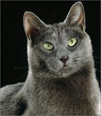 宠物大全:俄罗斯蓝猫的详细资料