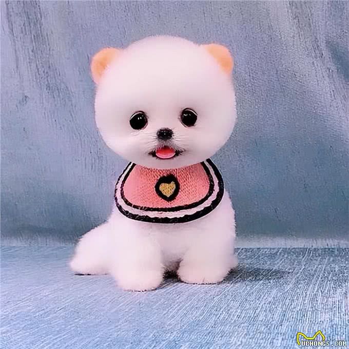 看得头顶冒火?萌萌哒的茶杯犬，竟然是这样来的