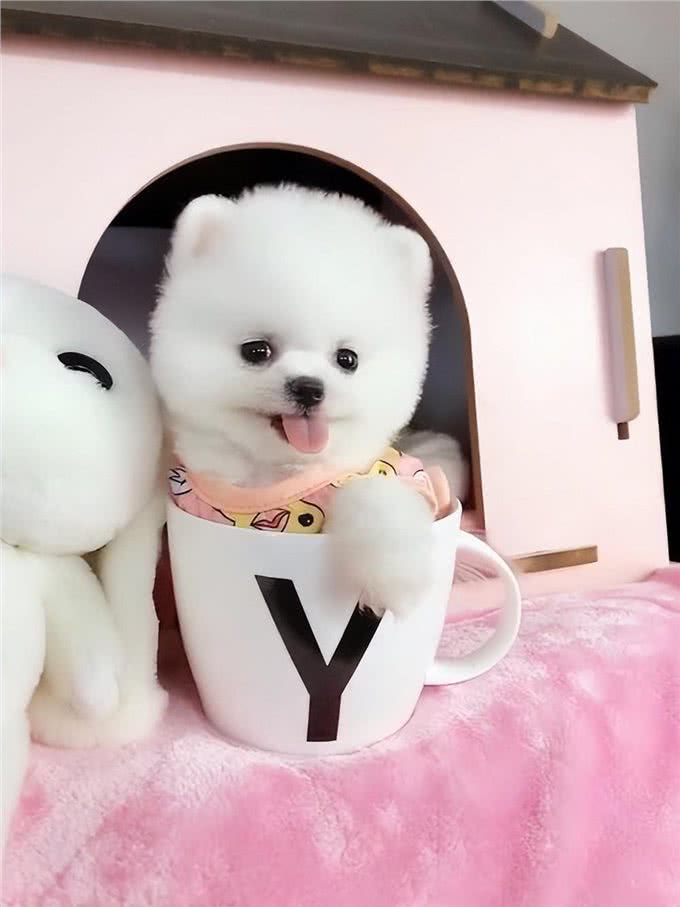看得头顶冒火?萌萌哒的茶杯犬，竟然是这样来的