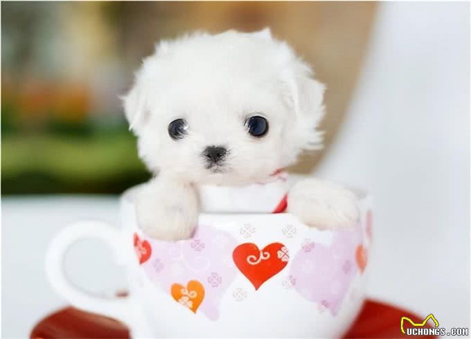 看得头顶冒火?萌萌哒的茶杯犬，竟然是这样来的