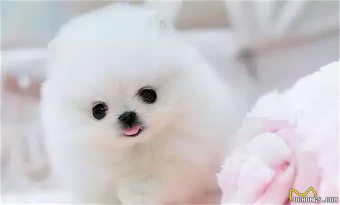 看得头顶冒火?萌萌哒的茶杯犬，竟然是这样来的