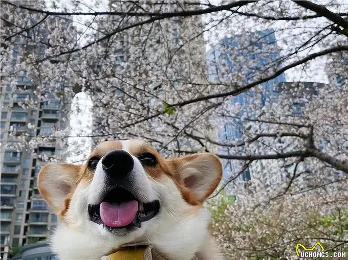 春天之季，你还在这样养狗，等于拿了它的命