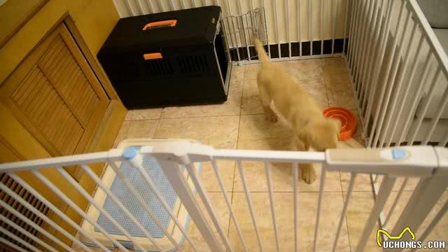 领养一只成年犬，怎么做让它更快适应新家，爱上新主人?