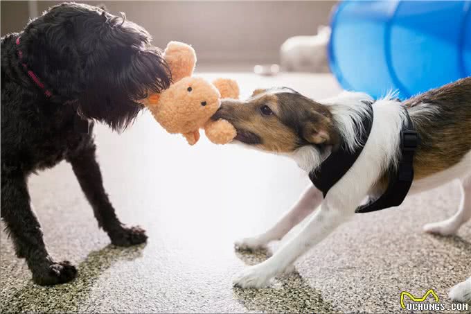 领养一只成年犬，怎么做让它更快适应新家，爱上新主人?