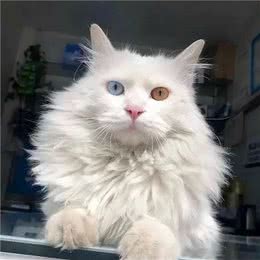 临清狮子猫，你对它的了解有多少?